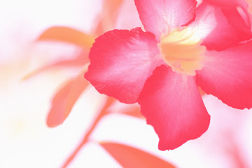 Abstract Adenium flower or Desert Rose.