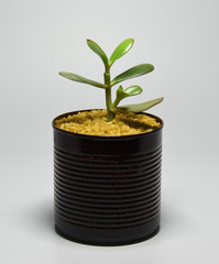 Succulent in recycled and painted can pot on gray background