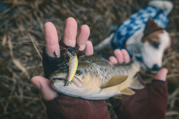Close-up trout in the hand of a fisherman.