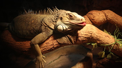 iguana