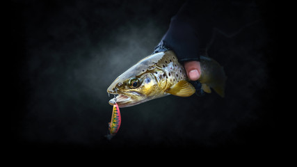 Close-up trout in the hand of a fisherman on a dark background.