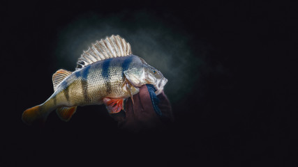 Close-up perch on a dark background. Fishing.