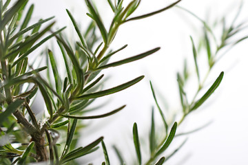 Close-up of fresh green rosemary on white background