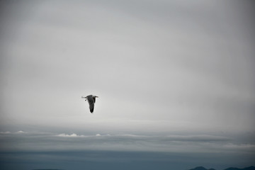 Beautiful and free seagull, flying over the sea