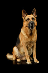 Studo shot of an adorable german shepherd dog