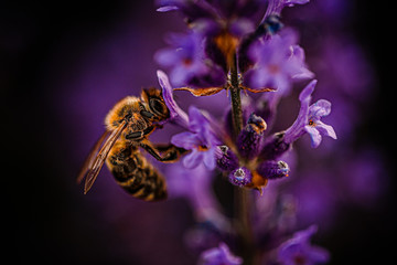 Biene Macro Bestäubung - Bee closeup pollination