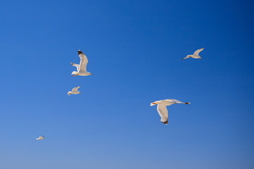 gabbiani in volo