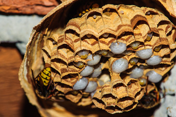 Vespiary. Wasps look after their offspring. Close-up