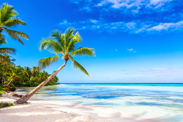 Naklejka na ściany i meble Palm trees on the caribbean tropical beach. Saona Island, Dominican Republic. Vacation travel background