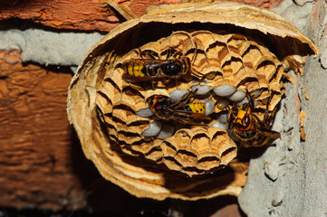 Vespiary. Wasps look after their offspring. Close-up