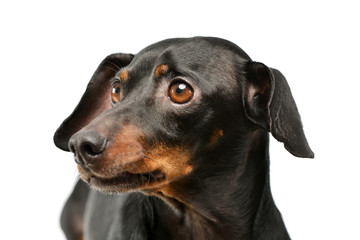 Fototapeta premium Portrait of an adorable Dachshund