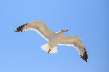 gabbiano in volo