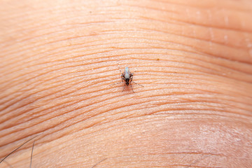 Striped mosquitoes are eating blood on human skin. Mosquitoes are carriers of dengue fever and malaria.Dengue fever is very widespread during the rainy season.