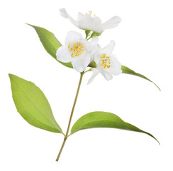 jasmine branch with four leaves and pure white blooms