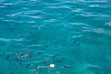 snorkelling aux Seychelles