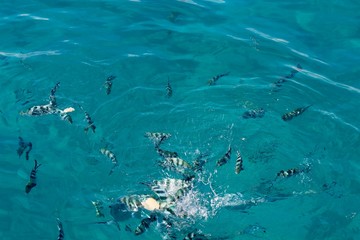 snorkelling aux Seychelles