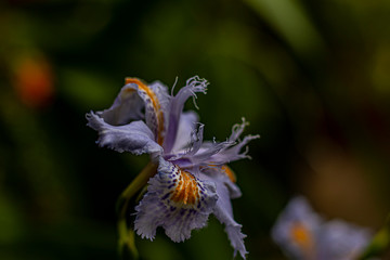 iris japonica