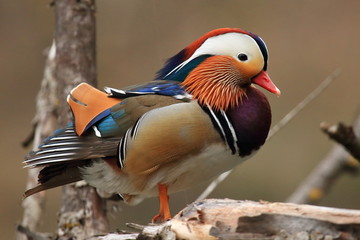 Mandarin duck male (Aix galericulata) on branch