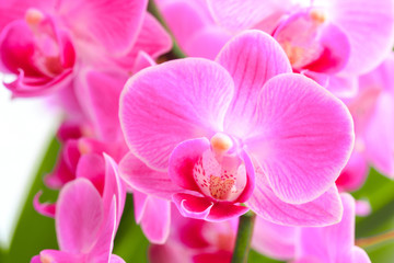 Obraz na płótnie Canvas Pink orchid close up view background. - Image