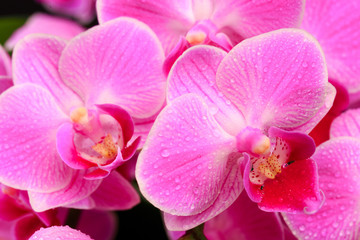 Naklejka na ściany i meble Pink orchid close up view on black background. - Image