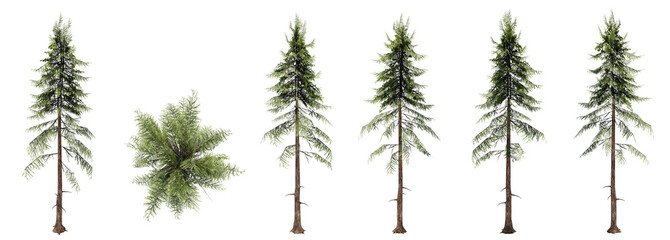 Set or collection of green spruce trees isolated on white background. Concept or conceptual 3d illustration for nature, ecology and conservation, strength and endurance, force and life