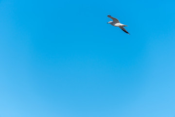 Birds over a Baltic Sea Beach on a Sunny Day