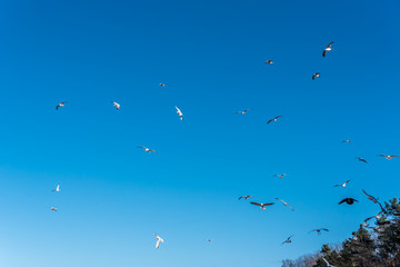 Birds over a Baltic Sea Beach on a Sunny Day