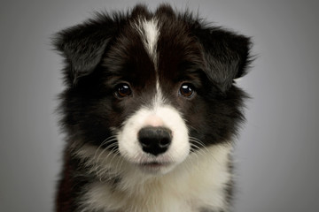 Portrait of a beautiful border collie puppy