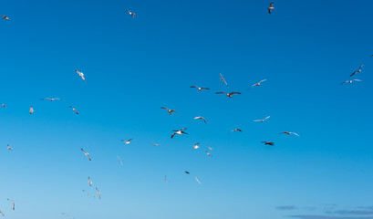 Birds over a Baltic Sea Beach on a Sunny Day