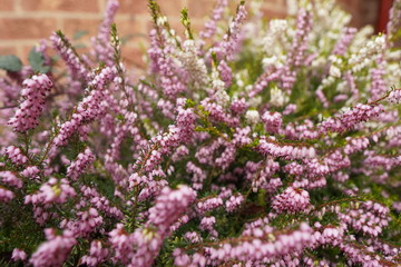 Obraz premium flowers in the garden