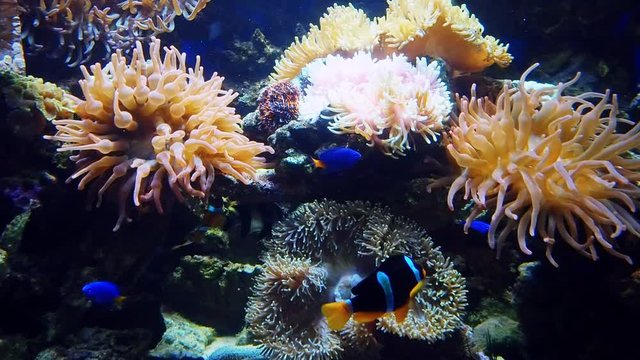 Colorful exotic tropical fish swim in the aquarium under water
