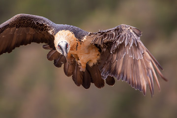 La mirada del quebrantahuesos