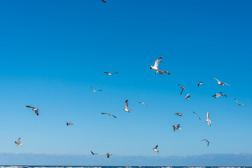 Birds over a Baltic Sea Beach on a Sunny Day