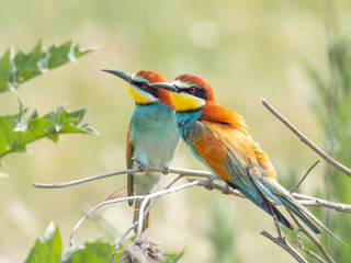 Beautiful colorful enamoured couple of bee-eaters sitting on a twig, Merops apiaster, Dobrogea, Romania