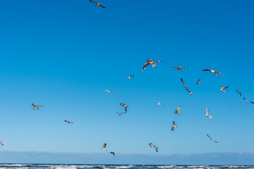 Birds over a Baltic Sea Beach on a Sunny Day