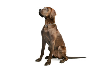 Studio shot of an adorable great dane