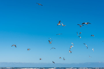 Birds over a Baltic Sea Beach on a Sunny Day