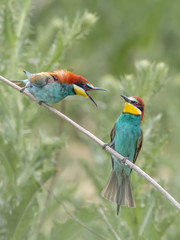 Beautiful colorful enamoured couple of bee-eaters sitting on a twig, Merops apiaster, Dobrogea, Romania