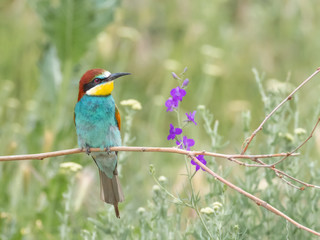 European Bee-eater, beautiful colored bird sitting on a twig in a green background, Merops apiaster, Dobrogea, Romania