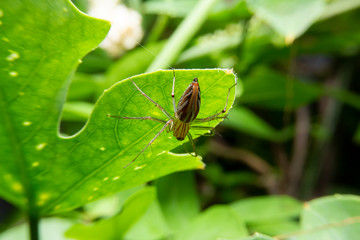 Closeup of the yellow spider walking on the green leaf on black background. The beauty of the Golden Yellow head Spider on green leaf in the forest.
