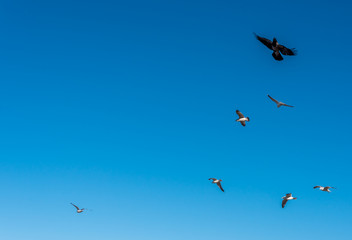 Birds over a Baltic Sea Beach on a Sunny Day