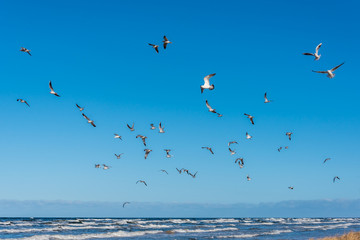Birds over a Baltic Sea Beach on a Sunny Day