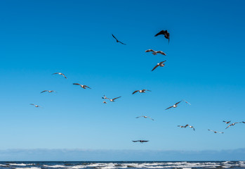 Birds over a Baltic Sea Beach on a Sunny Day