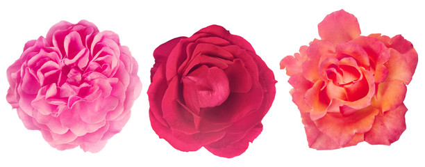 isolated three fine rose blooms