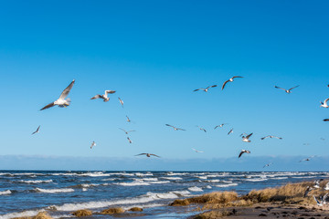 Birds over a Baltic Sea Beach on a Sunny Day