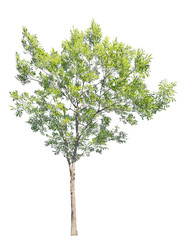 bright green tree isolated on white