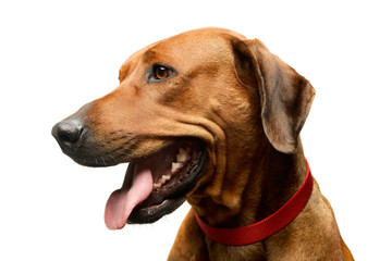 Obraz premium Portrait of an adorable rhodesian ridgeback