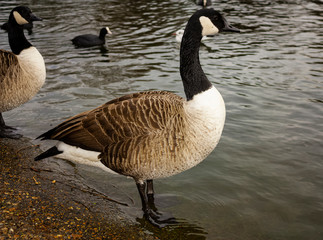 Canadian goose next to the pond's edge