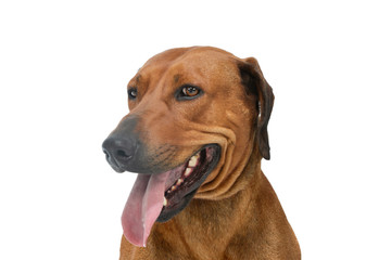 Portrait of an adorable rhodesian ridgeback