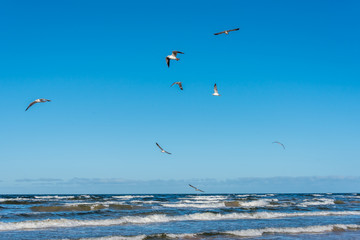 Birds over a Baltic Sea Beach on a Sunny Day